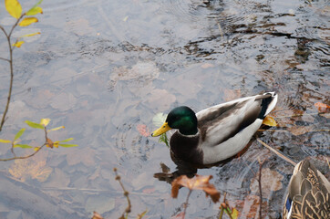 Obraz premium green grey brown mallard duck in the river with brown leaves in autumn 