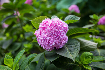 close up of pink hydrangea