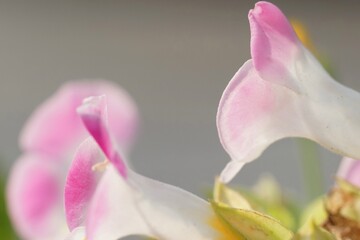 Fototapeta premium .......明るいモノトーンの背景に浮かびあがるふんんわりとした雰囲気の淡い桃色の花