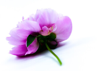 Fototapeta premium Beautiful pink peony flower isolated on white background. Lush peony