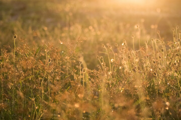 grass in the morning with bokeh