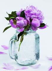 Beautiful pink peony flower isolated on white background. Lush peony