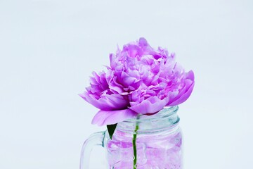 Beautiful pink peony flower isolated on white background. Lush peony