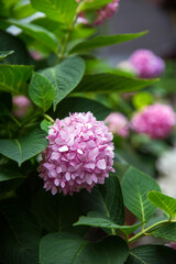 pink hydrangea