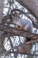 The squirrel sits on a fir branches in the winter or autumn.