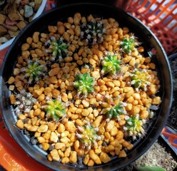 Cactus Pretty little green Variety of species