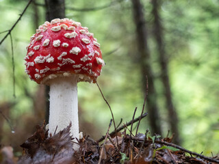 Poisonous amanita mushroom with a red hat with white dots in the forest