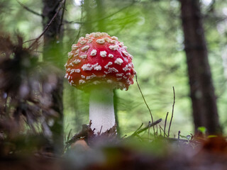 Poisonous amanita mushroom with a red hat with white dots in the forest