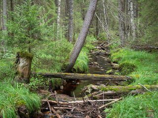 Small forest stream littered with tree trunks