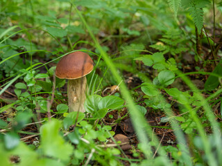 Fresh edible porcini mushroom with brown cap in the forest