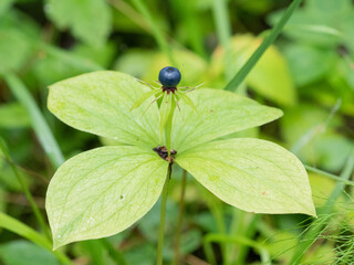 Poisonous plant raven eye with large green leaves and one black berry