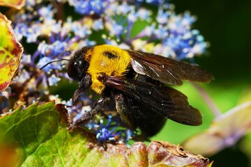 .......青色のアジサイで吸蜜するクマバチのクローズアップ