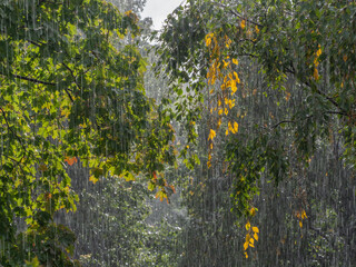 Heavy downpour with birches with dense green and yellow foliage on the background