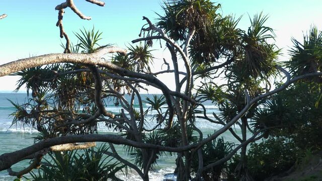 Pandanus Palm Trees With Ocean Waves - Snapper Rocks And Greenmount Beach - Coolangatta, Gold Coast, Australia.  - wide shot