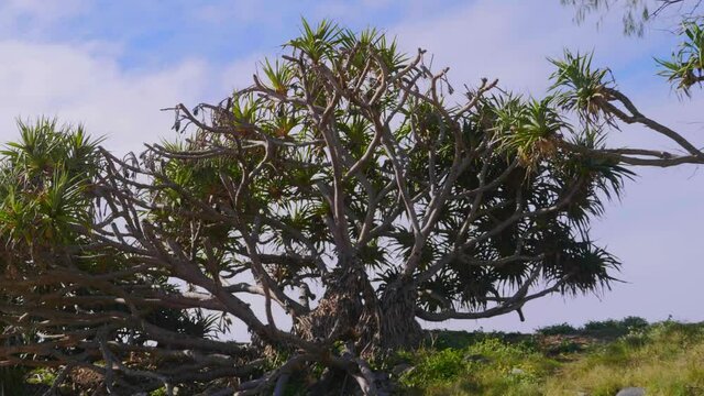 Pandanus Palm Trees Against The Bright Summer Sky - Crescent Head Beach - Sydney, New South Wales, Australia. - static shot