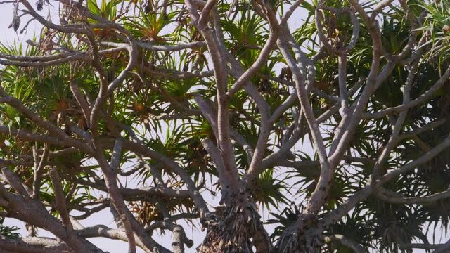 Pandanus Palm Trees At Crescent Head Beach - Sydney, New South Wales, Australia. - low angle shot