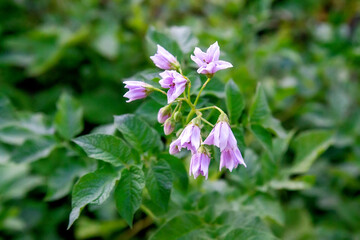 flower of potato plant