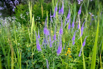 Fototapeta premium Purple flowers on wild meadow