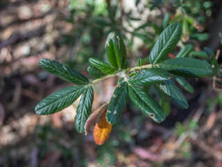 Green plant with details.