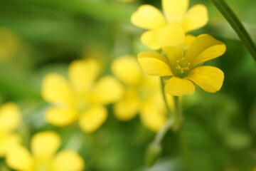 ボケた黄色と緑色を背景にした小さな黄色い花のクローズアップ