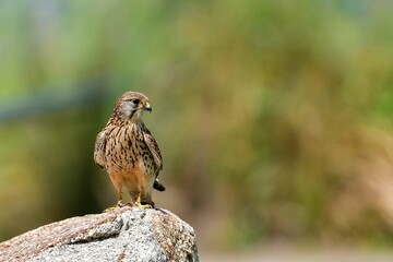 岩の上でのんびり休憩する子育て中のチョウゲンボウ成鳥