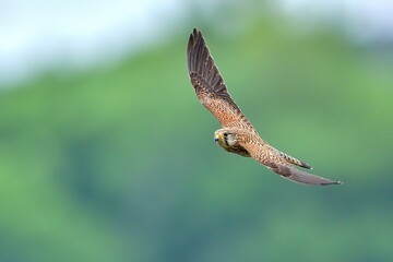 グリーンをバックに飛ぶ子育て中のチョウゲンボウ成鳥