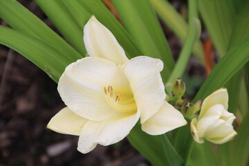 White Lily, U of A Botanic Gardens, Devon, Alberta