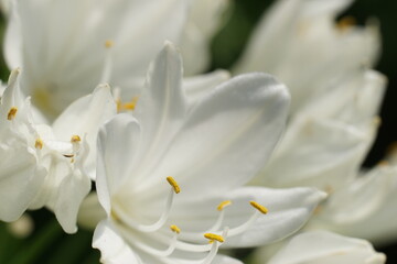 Fototapeta na wymiar 白い花弁と黄色い雌蕊の花のクローズアップ