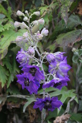 Last Delphinium Of Summer, U of A Botanic Gardens, Devon, Alberta