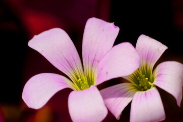 Fototapeta premium .......淡い桃色の小さな花のクローズアップ