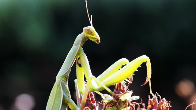 Europ&auml;ische Gottesanbeterin (Mantis religiosa)