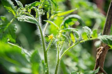 Tomato plant with flowers in the house garden