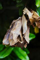  2020-09-15 A BUNCH OF BROWN STAR APPLE LEAVES IN EARLY FALL