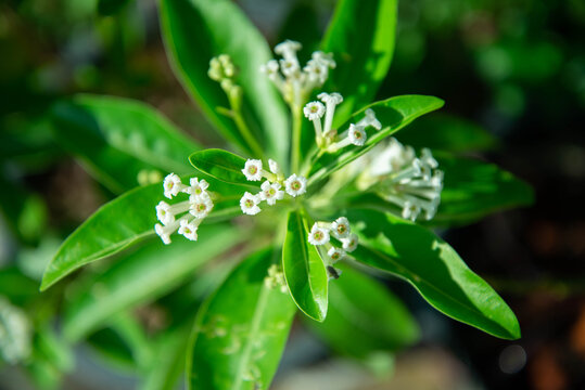 Cestrum diurnum (King of the day) white small flower