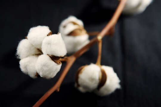 Cotton boll isolated on table. Studio shot