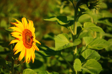 sonnenblume bienennahrung