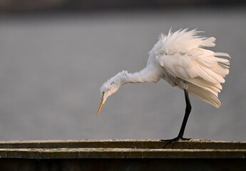 Great Egret 