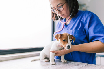 Veterinary listening to a jack russell terrier puppy