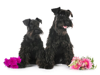 miniature schnauzers in studio