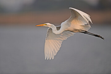 Great Egret 