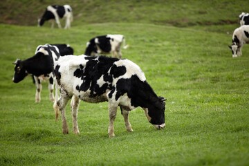Naklejka na ściany i meble A curious dairy cow stands in her pasture/Dairy Cow/A curious dairy cow