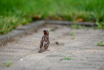 A small Sparrow jumps on a sidewalk tile in the city