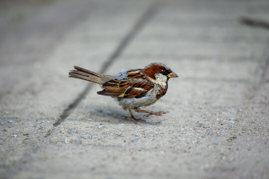 A small Sparrow jumps on a sidewalk tile in the city