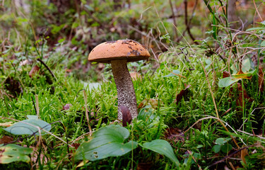 Orange-cap boletus