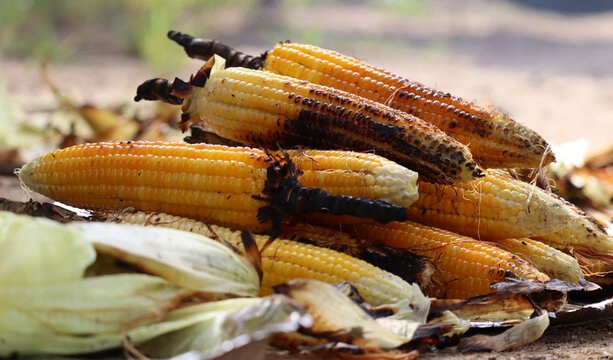 Bunch of Maize grilled