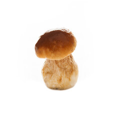 White forest mushroom isolated on a white background, close-up