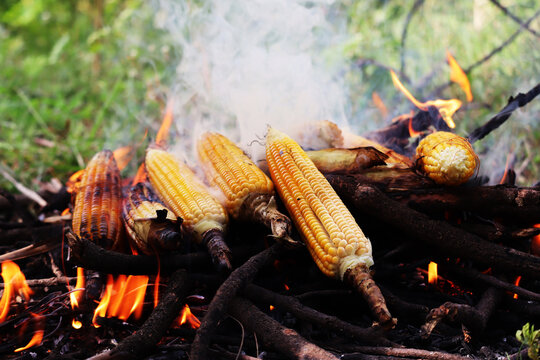 Bunch of Maize grilled