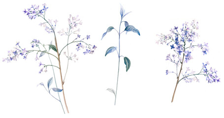Flowers watercolor illustration.Manual composition.Big Set watercolor elements. - 378272423
