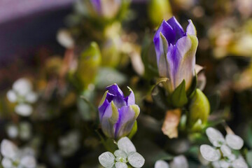 Lungenenzian - Gentiana pneumonanthe 1