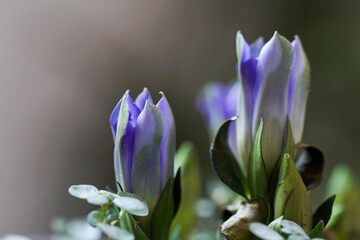 Lungenenzian - Gentiana pneumonanthe 2